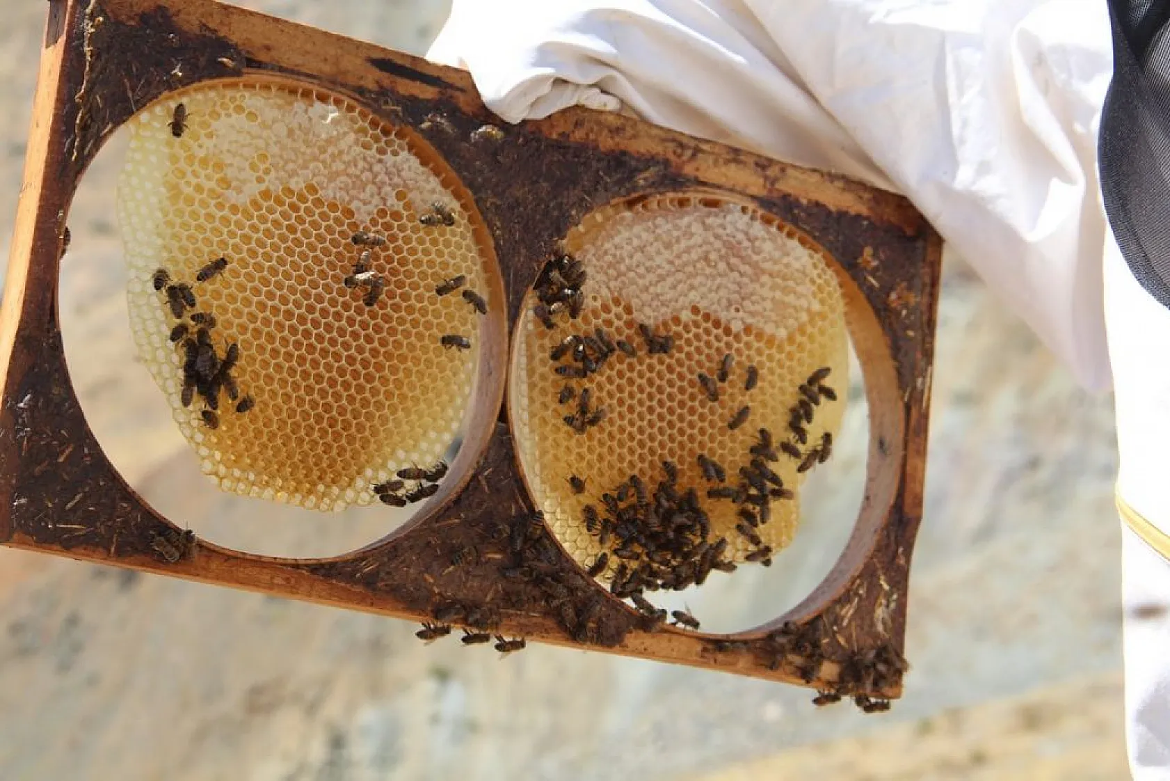 Arıcılar bu yıl da umduğunu bulamadı