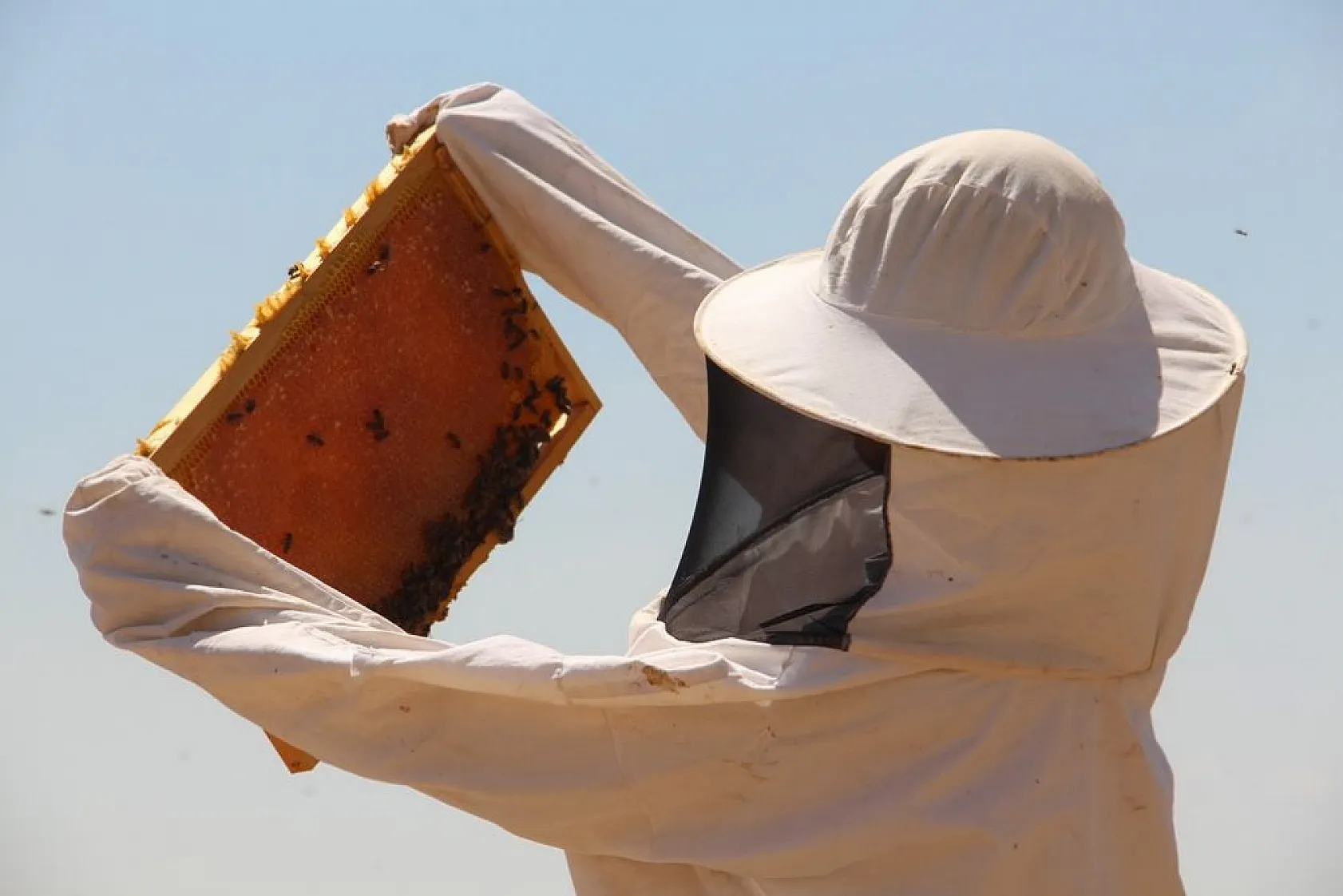 Arıcılar bu yıl da umduğunu bulamadı