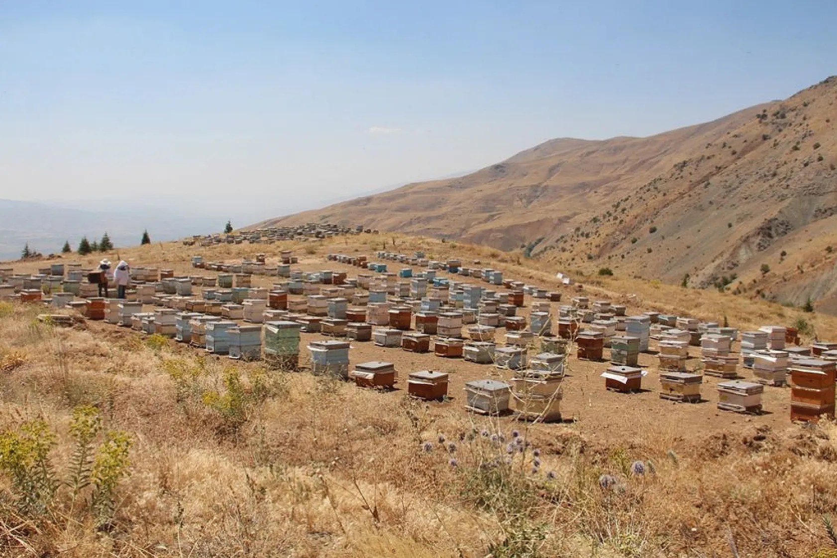 Arıcılar bu yıl da umduğunu bulamadı