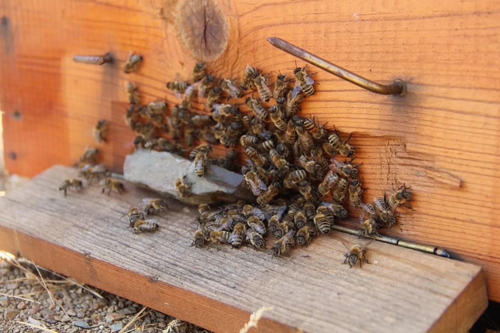 Arıcılar bu yıl da umduğunu bulamadı