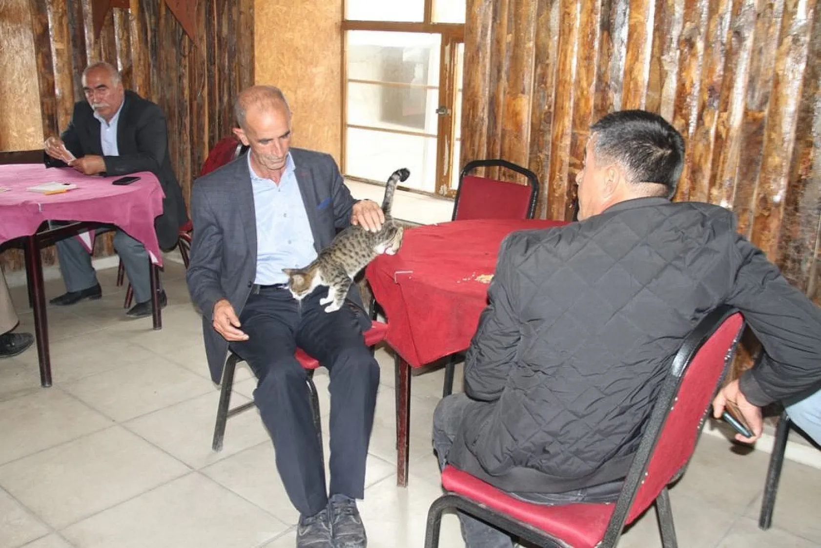 Kedi kahvehanenin maskotu oldu