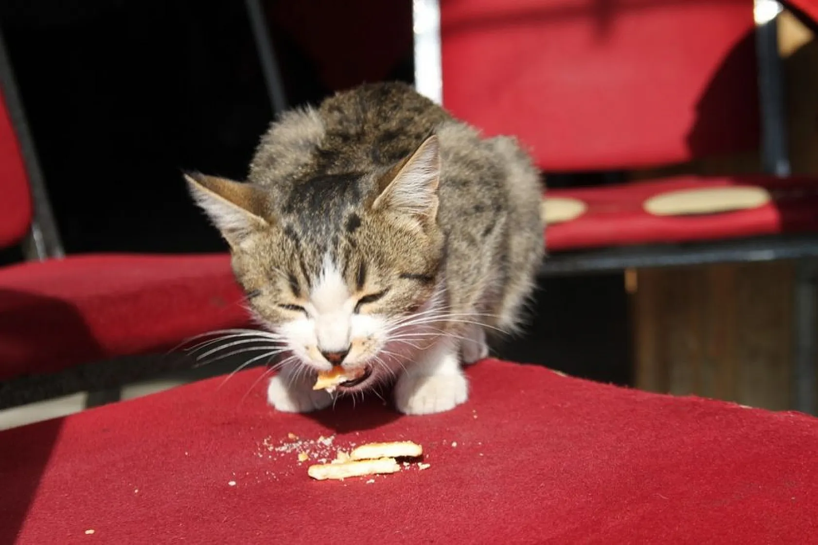 Kedi kahvehanenin maskotu oldu
