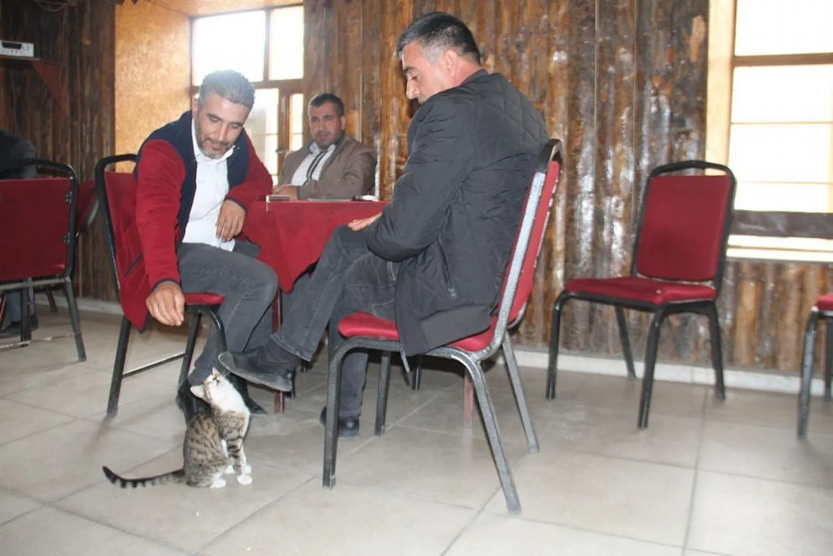 Kedi kahvehanenin maskotu oldu