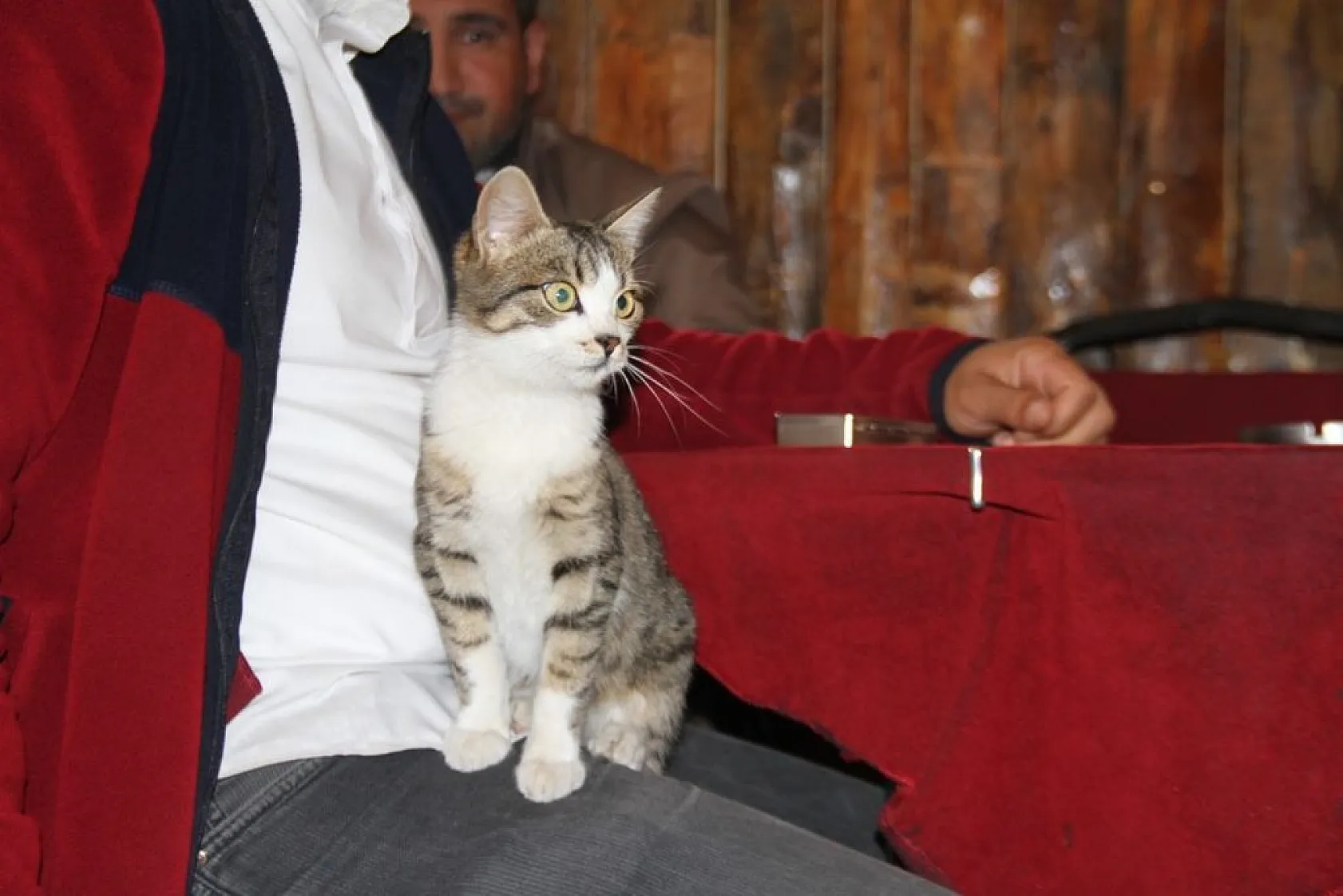 Kedi kahvehanenin maskotu oldu