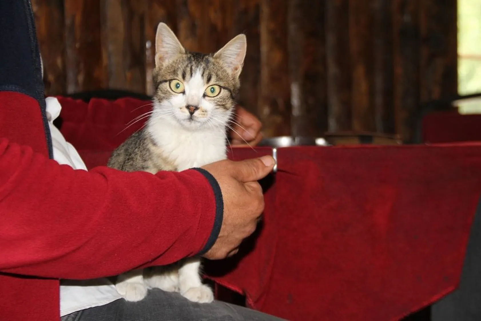 Kedi kahvehanenin maskotu oldu