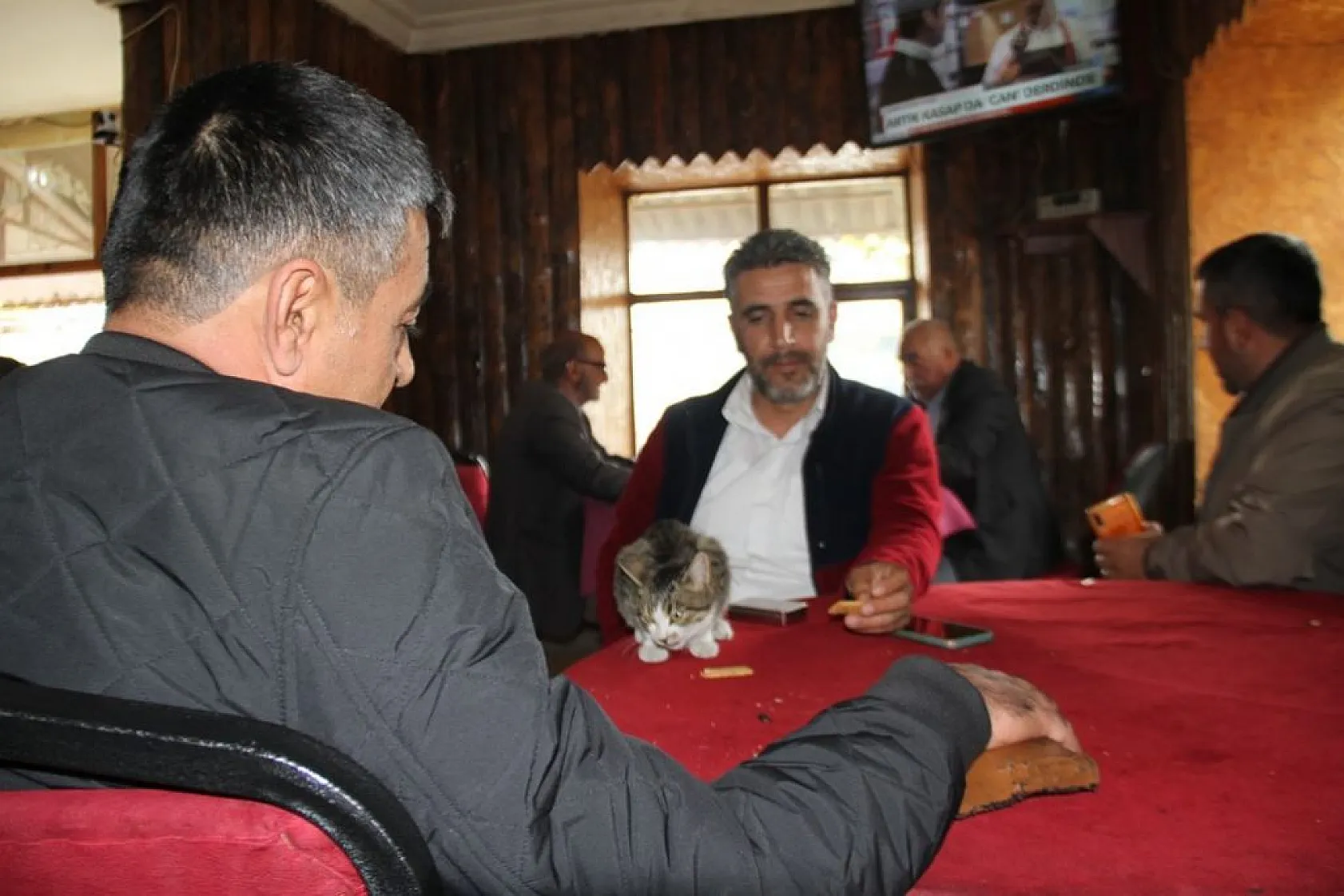 Kedi kahvehanenin maskotu oldu