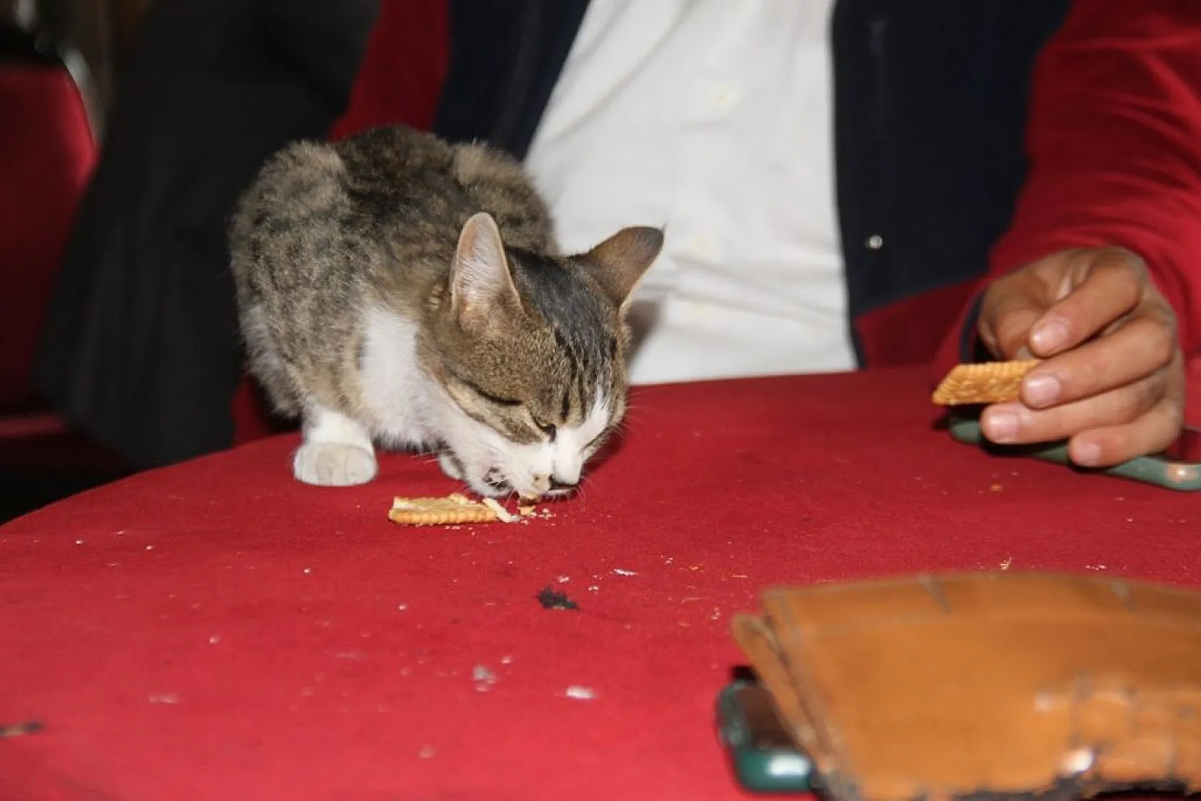 Kedi kahvehanenin maskotu oldu