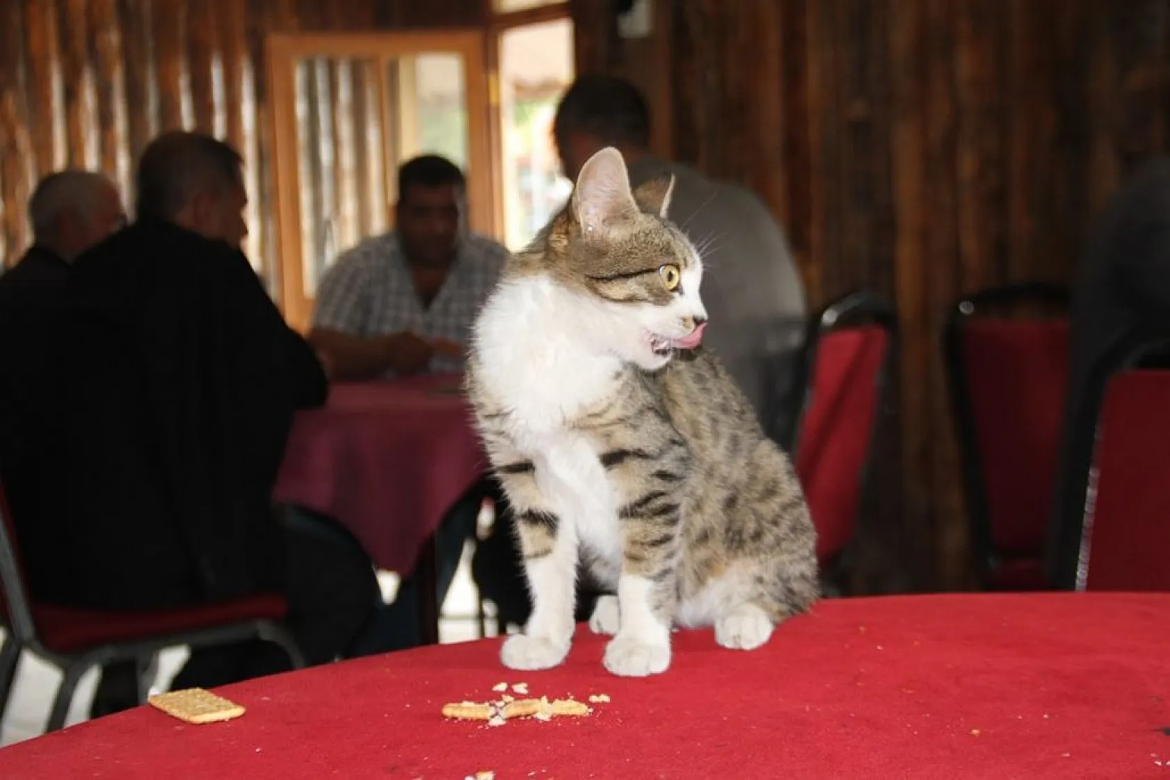 Kedi kahvehanenin maskotu oldu