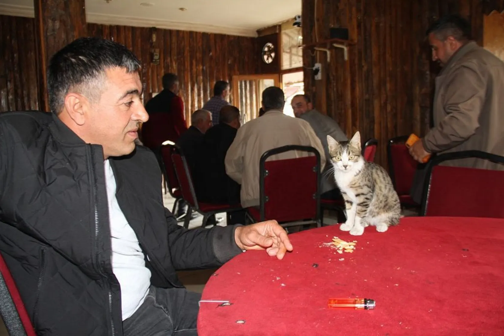 Kedi kahvehanenin maskotu oldu