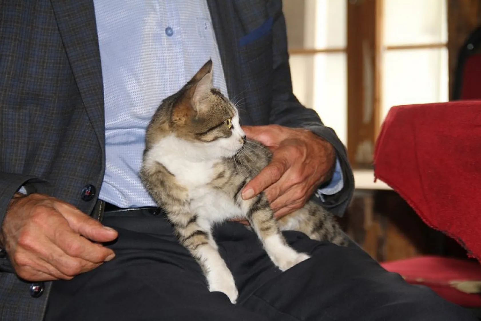 Kedi kahvehanenin maskotu oldu