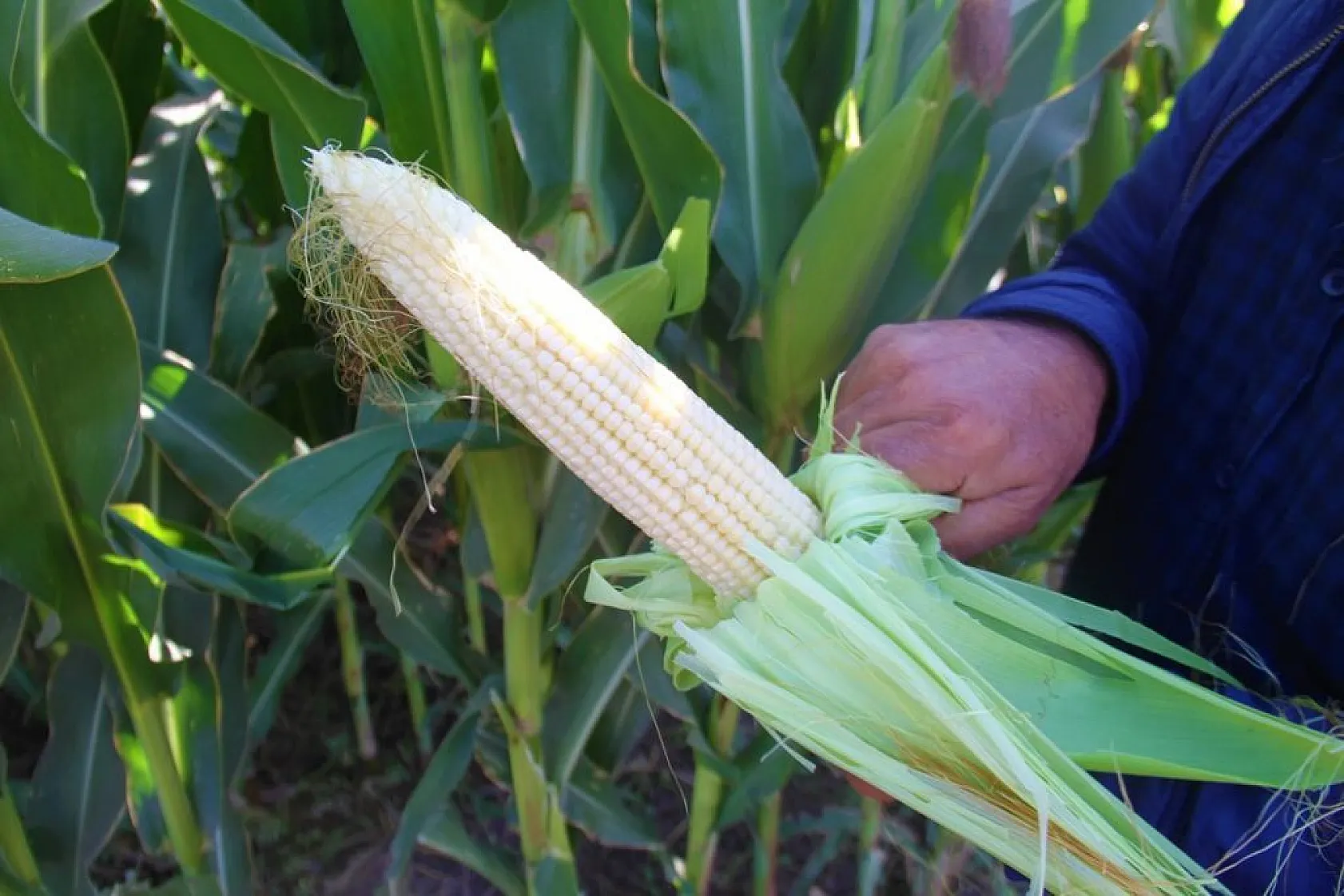 Silajlık mısır hasadı başladı