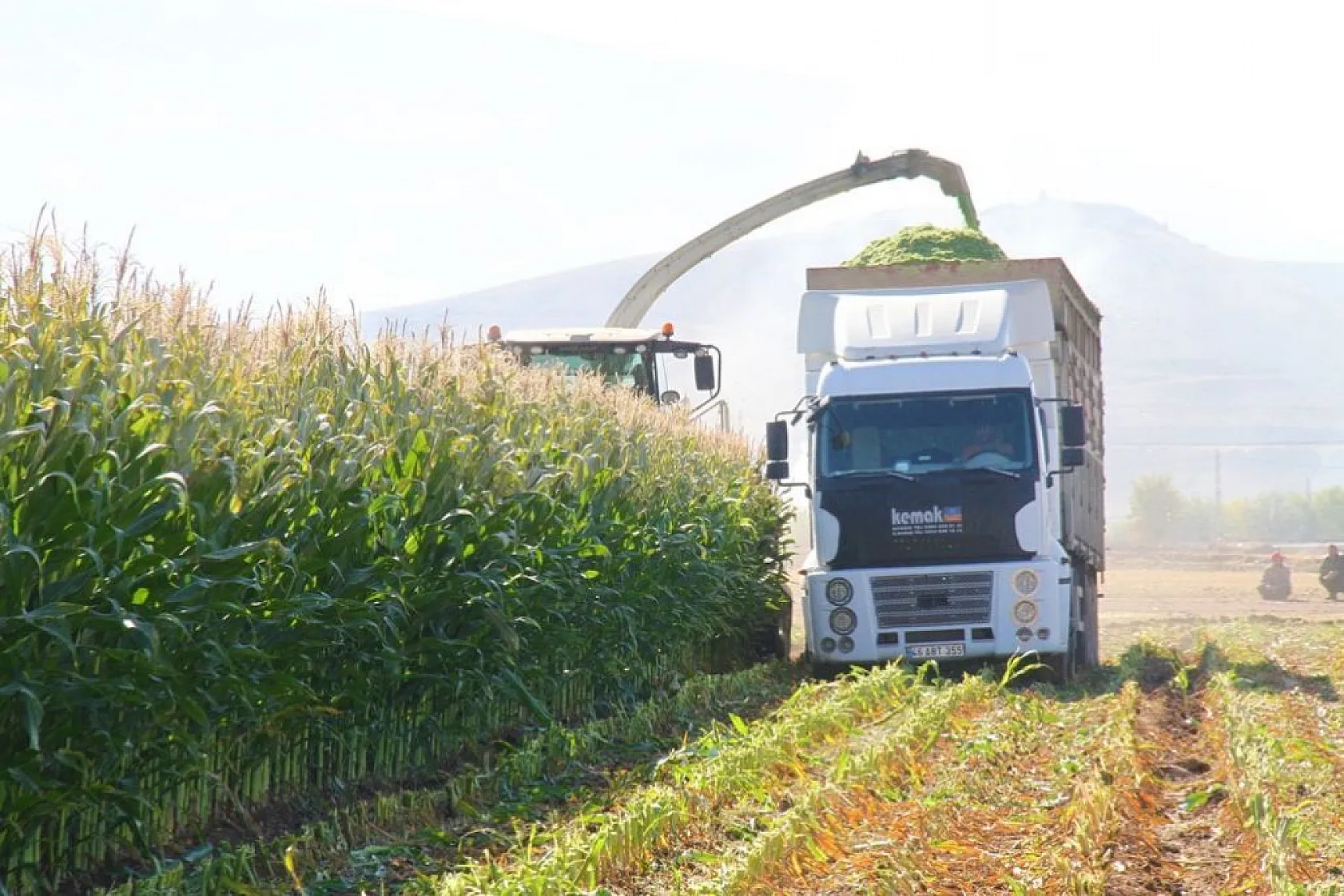 Silajlık mısır hasadı başladı