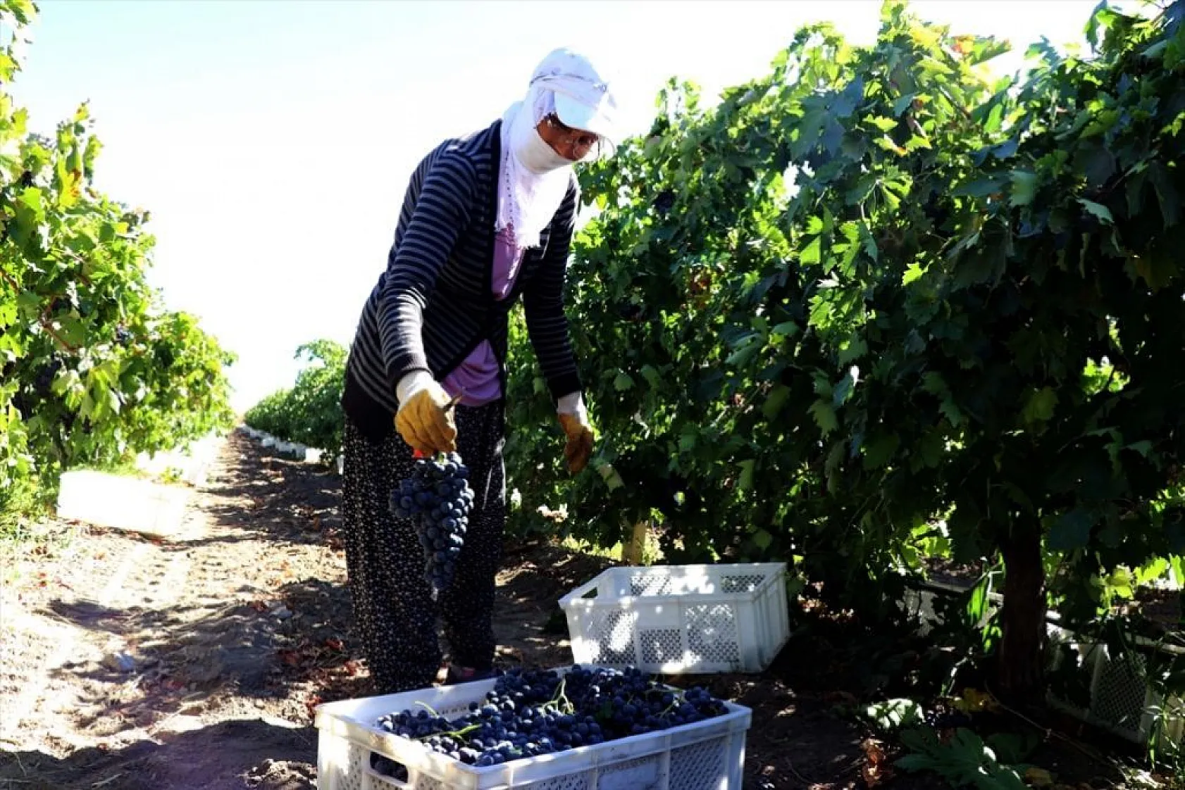Elazığ'da yetiştirilen üzümde 81 bin ton rekolte bekleniyor