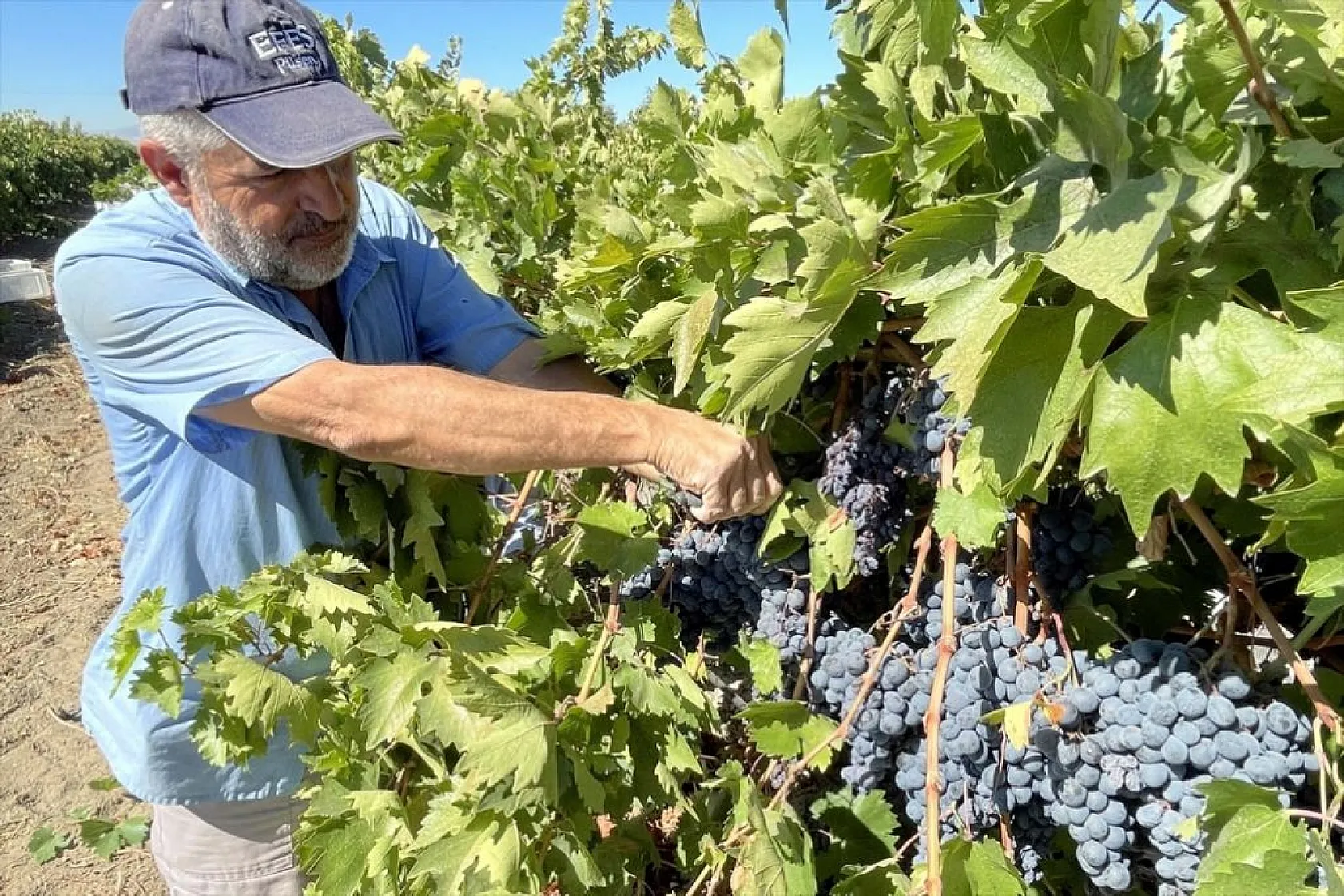 Elazığ'da yetiştirilen üzümde 81 bin ton rekolte bekleniyor