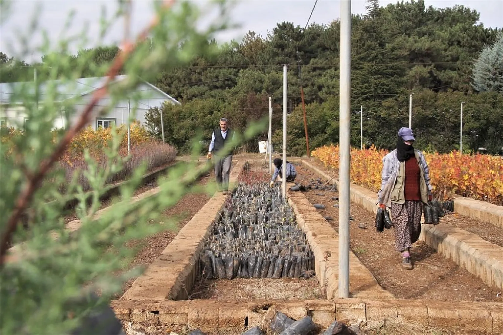 Evinin önündeki taşlık araziyi ormanlık araziye çevirdi