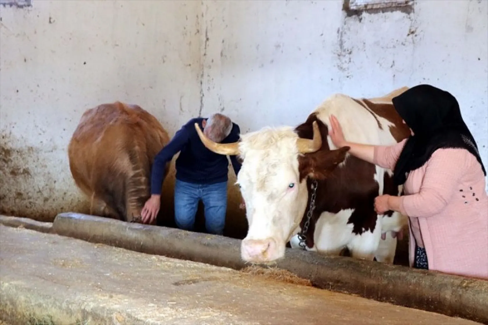 Devlet desteğiyle eski hükümlü besiciliğe döndü
