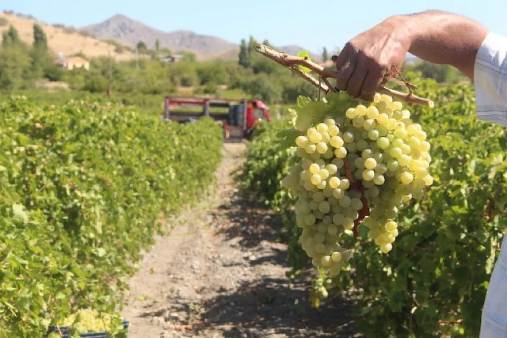 Elazığ'da üzüm hasadı başladı