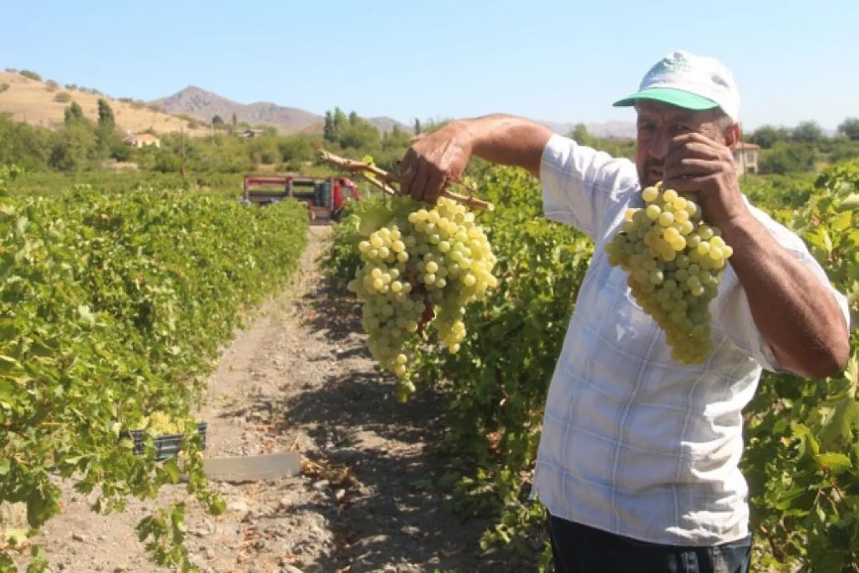 Elazığ'da üzüm hasadı başladı
