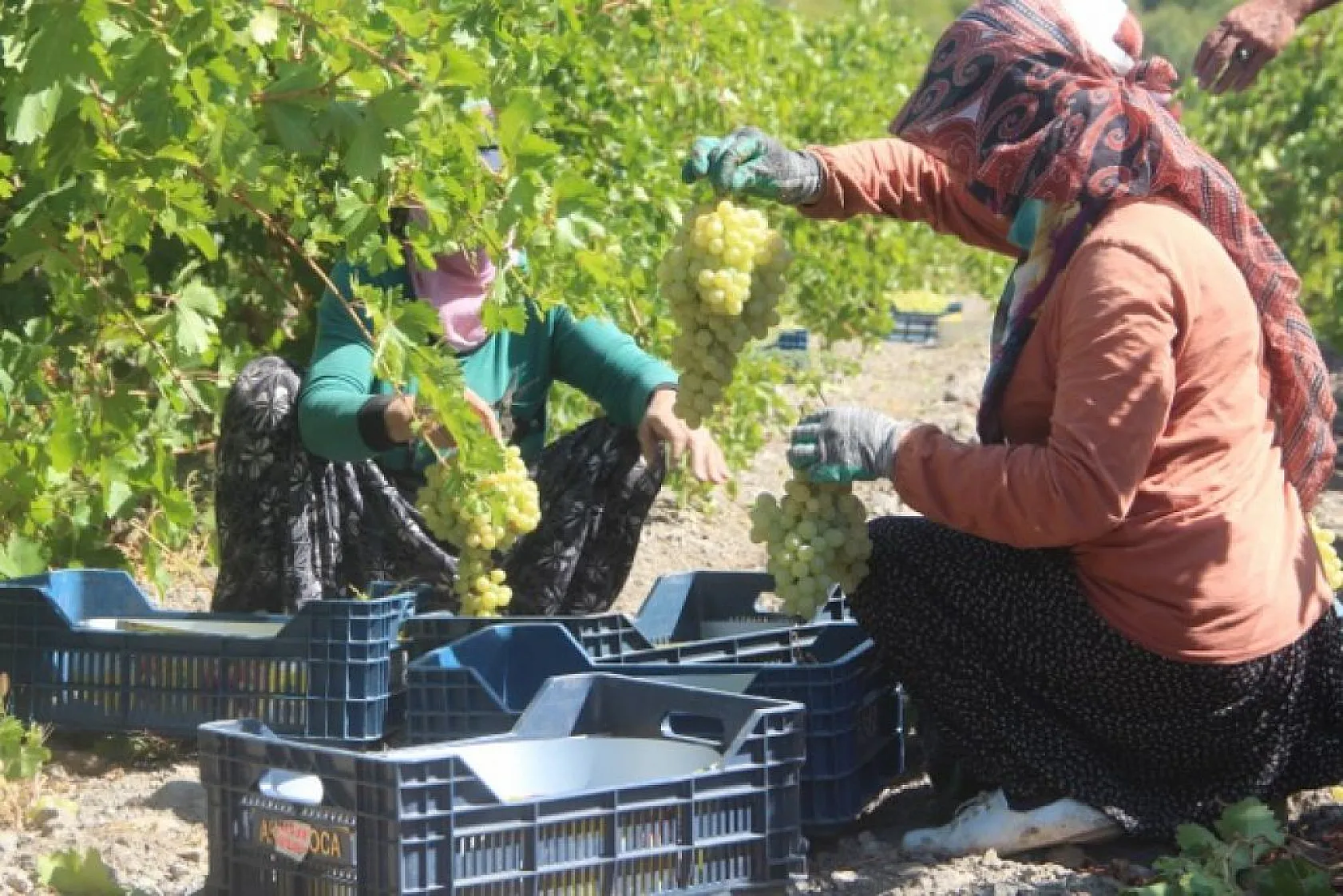 Elazığ'da üzüm hasadı başladı