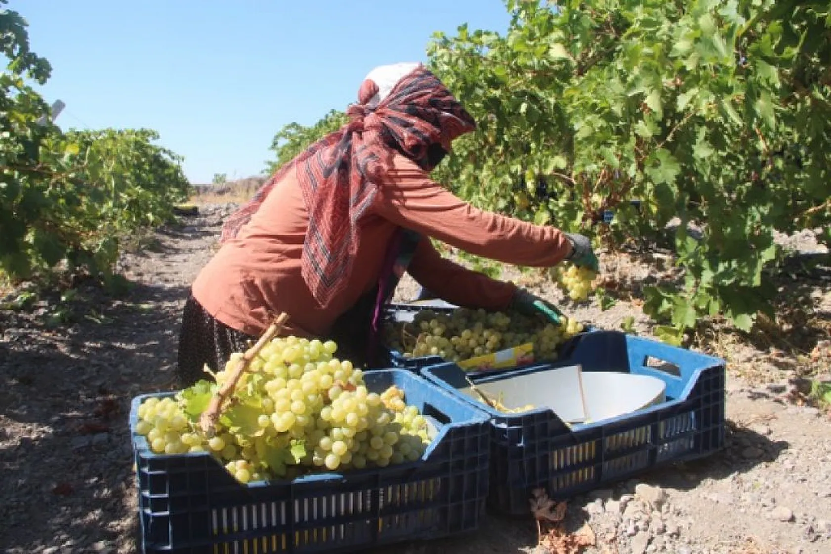 Elazığ'da üzüm hasadı başladı