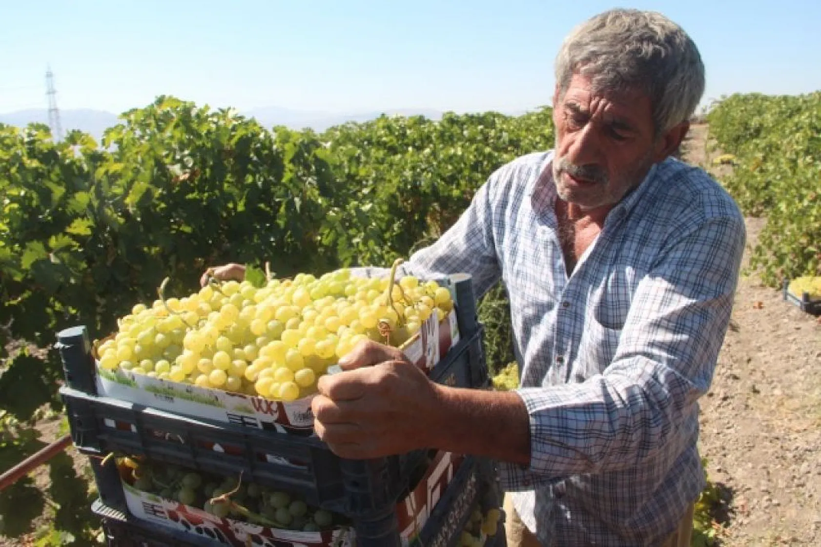 Elazığ'da üzüm hasadı başladı