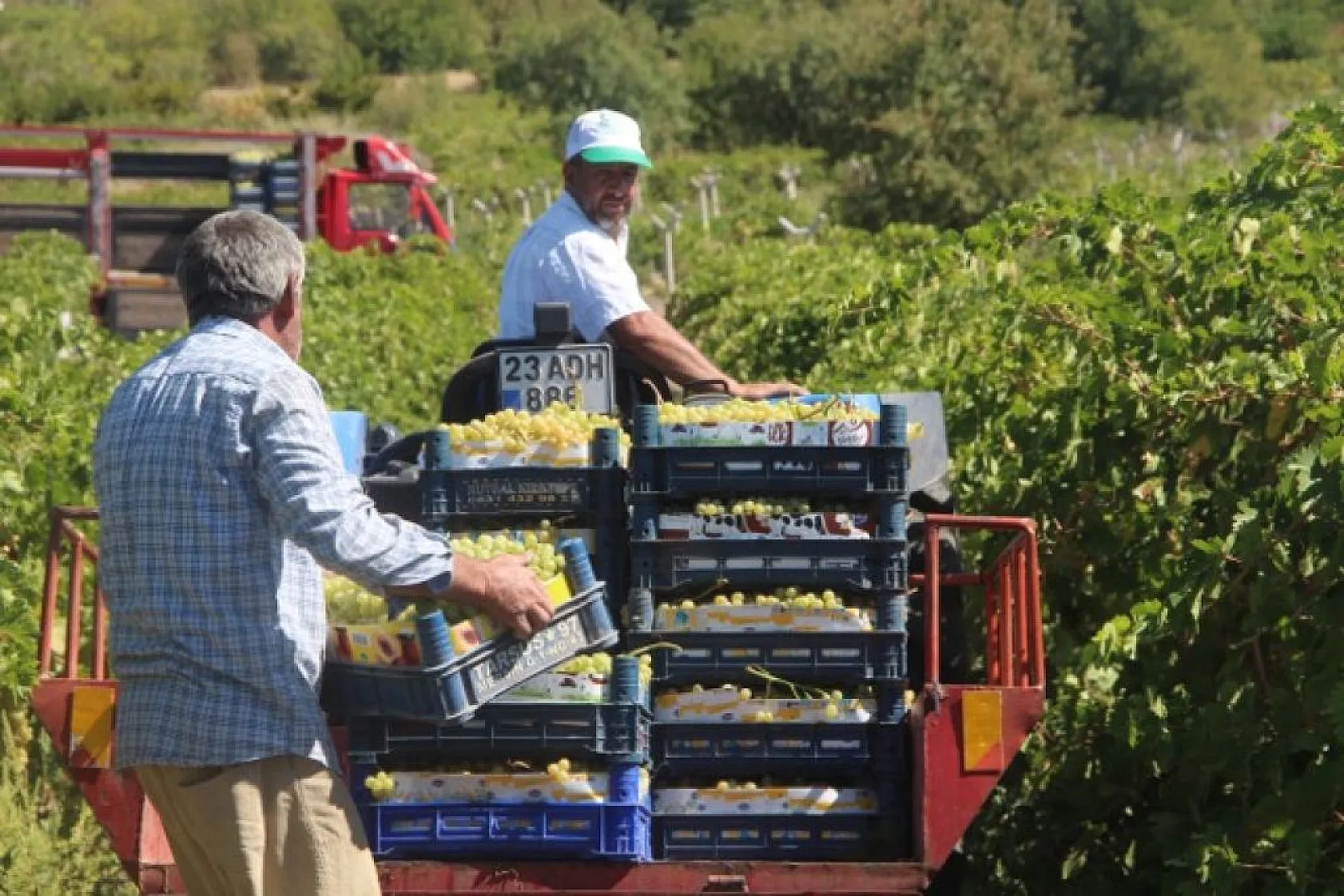 Elazığ'da üzüm hasadı başladı