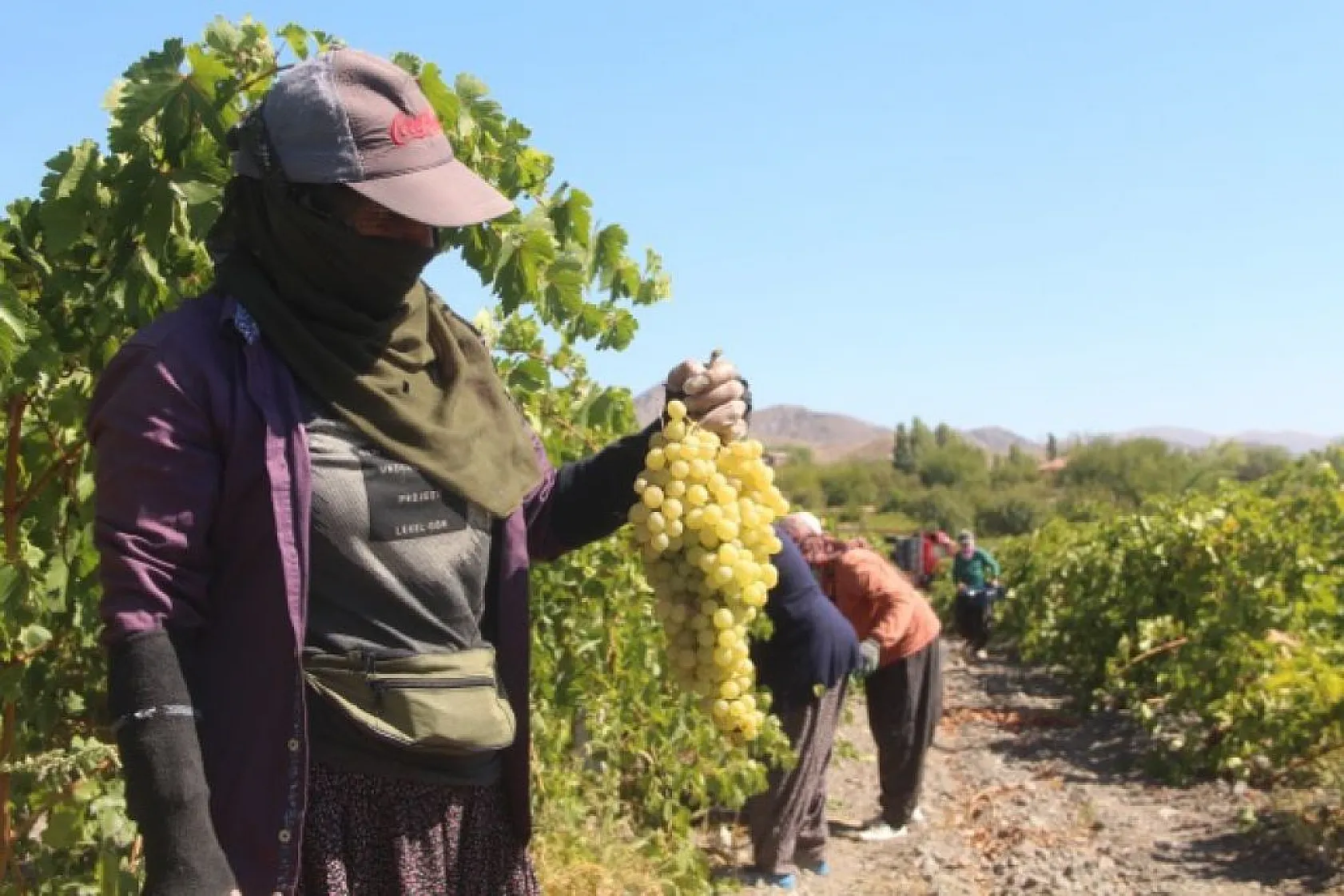 Elazığ'da üzüm hasadı başladı