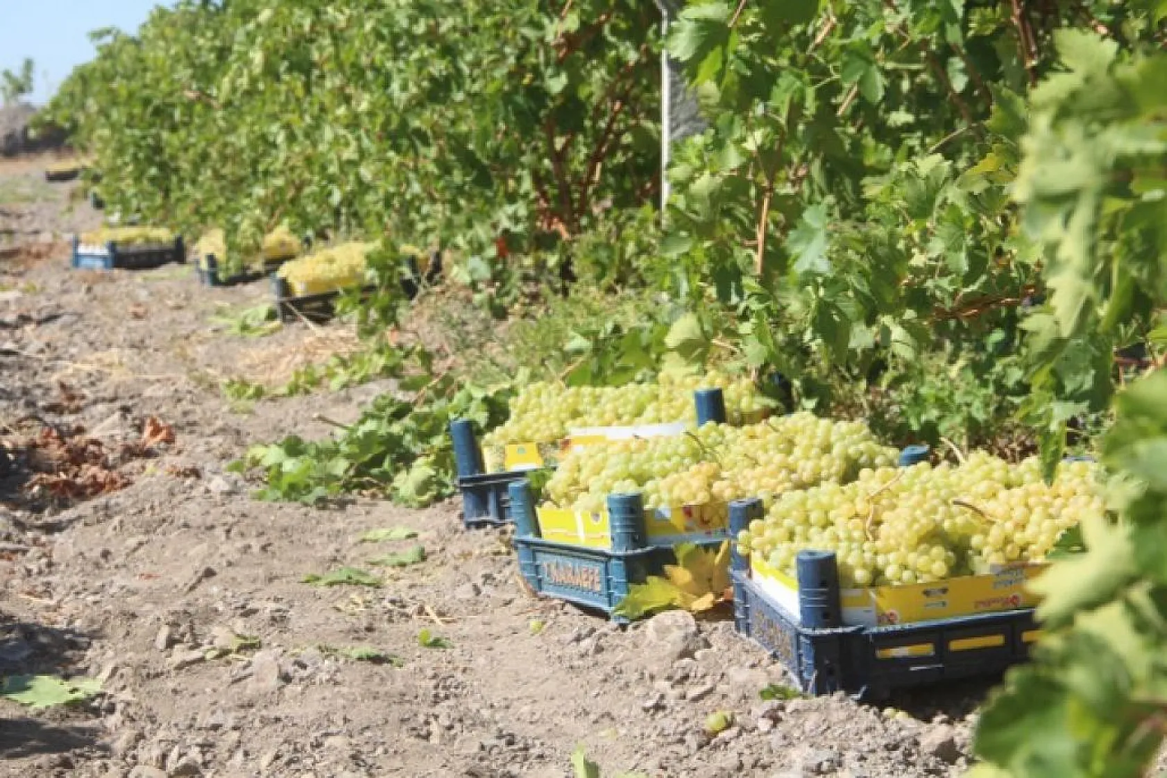 Elazığ'da üzüm hasadı başladı