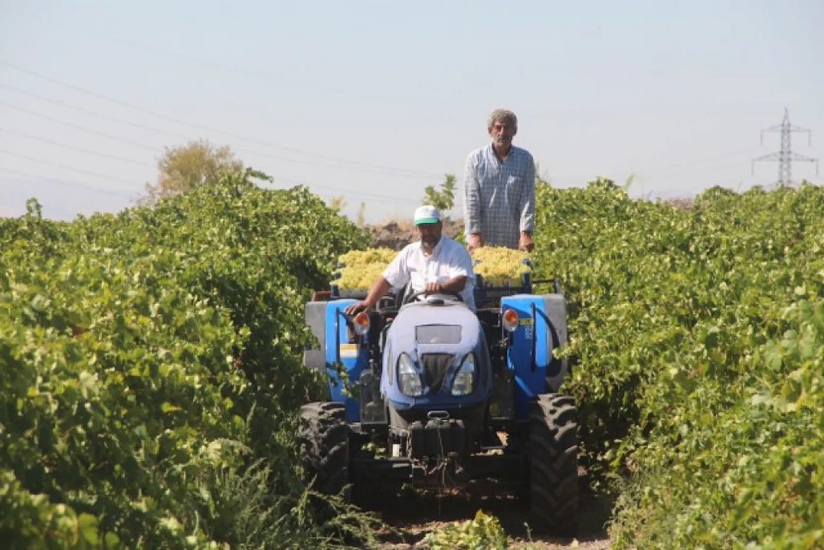 Elazığ'da üzüm hasadı başladı