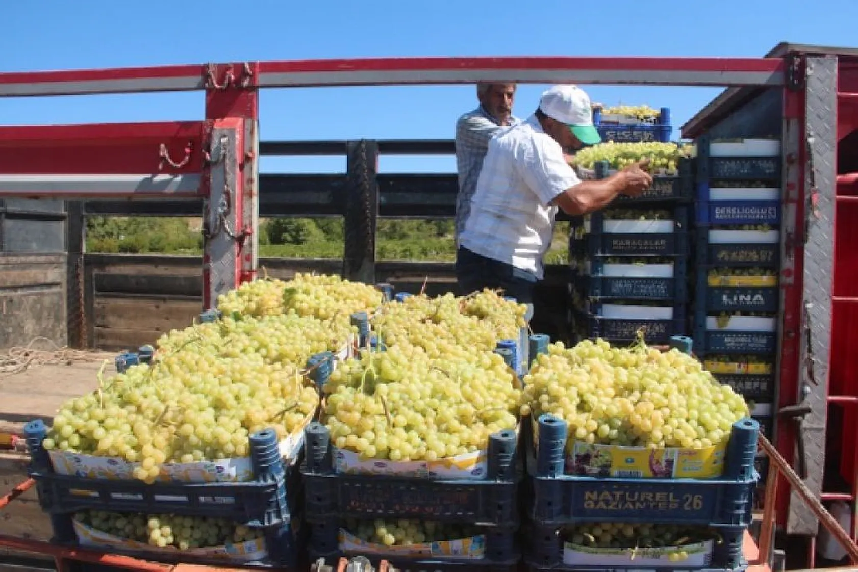 Elazığ'da üzüm hasadı başladı