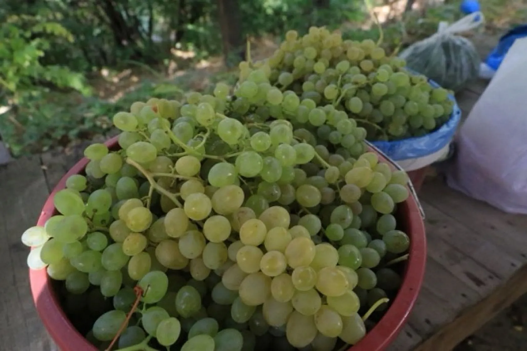 'Orcik' yoğun talep görüyor