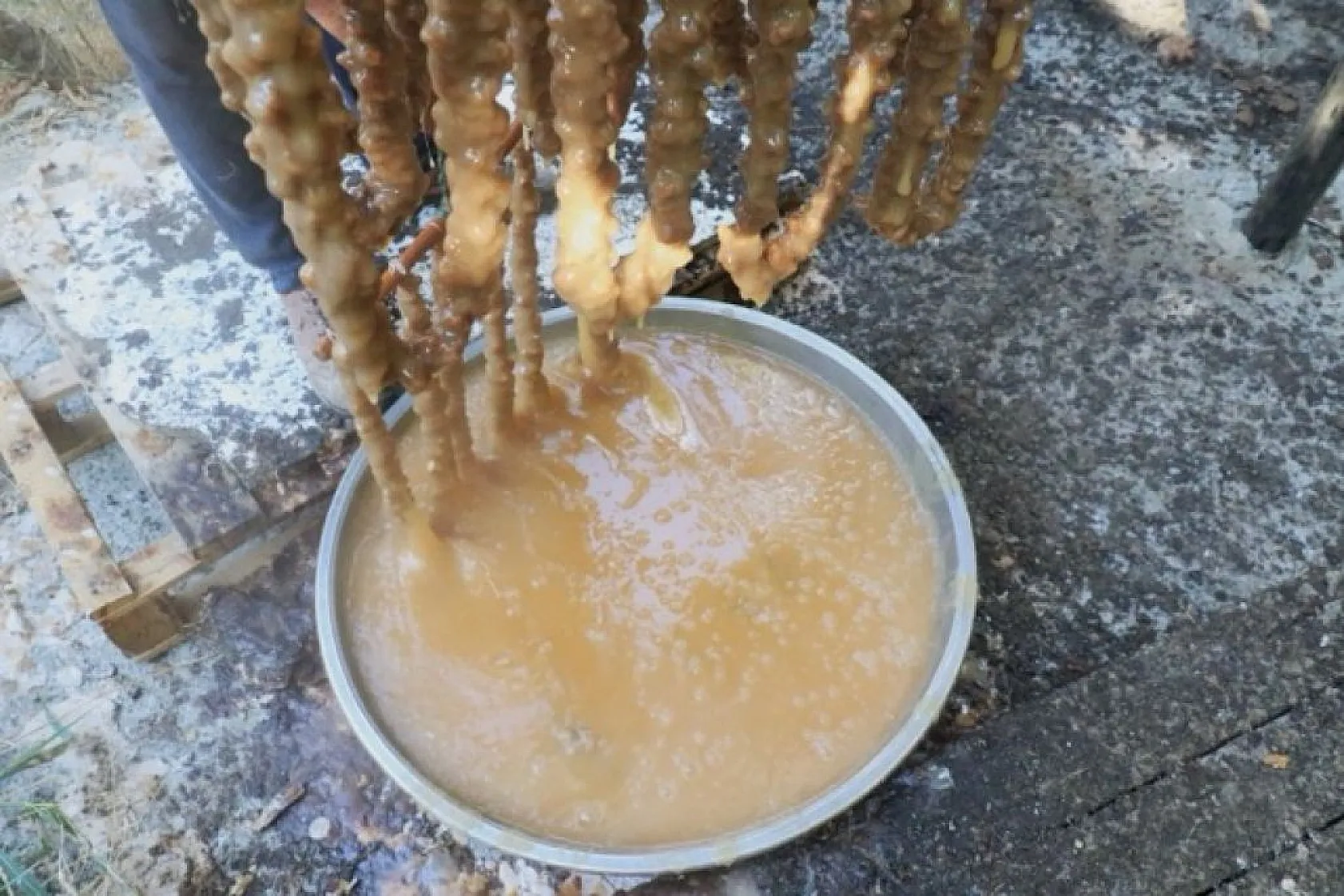 'Orcik' yoğun talep görüyor