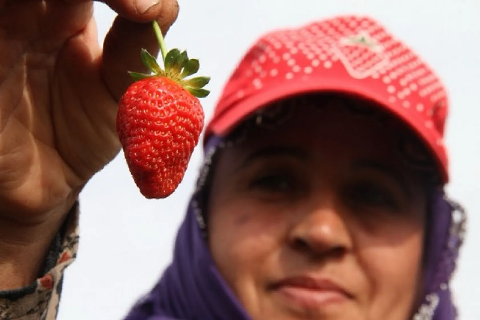 Çilekte son hasatlar yapıldı