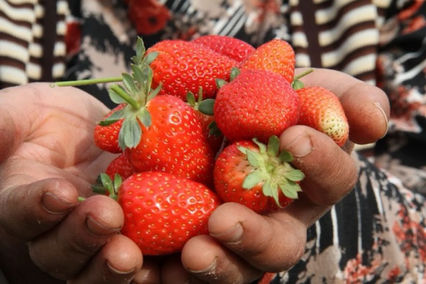 Çilekte son hasatlar yapıldı