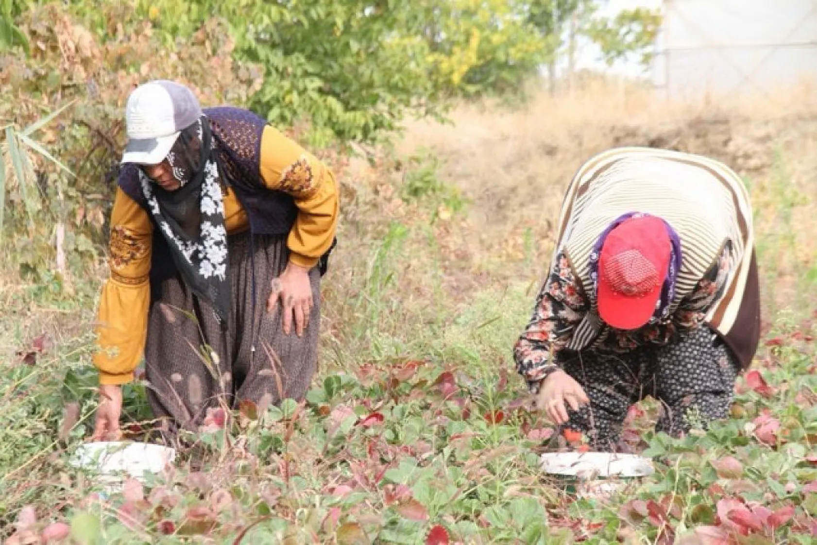 Çilekte son hasatlar yapıldı