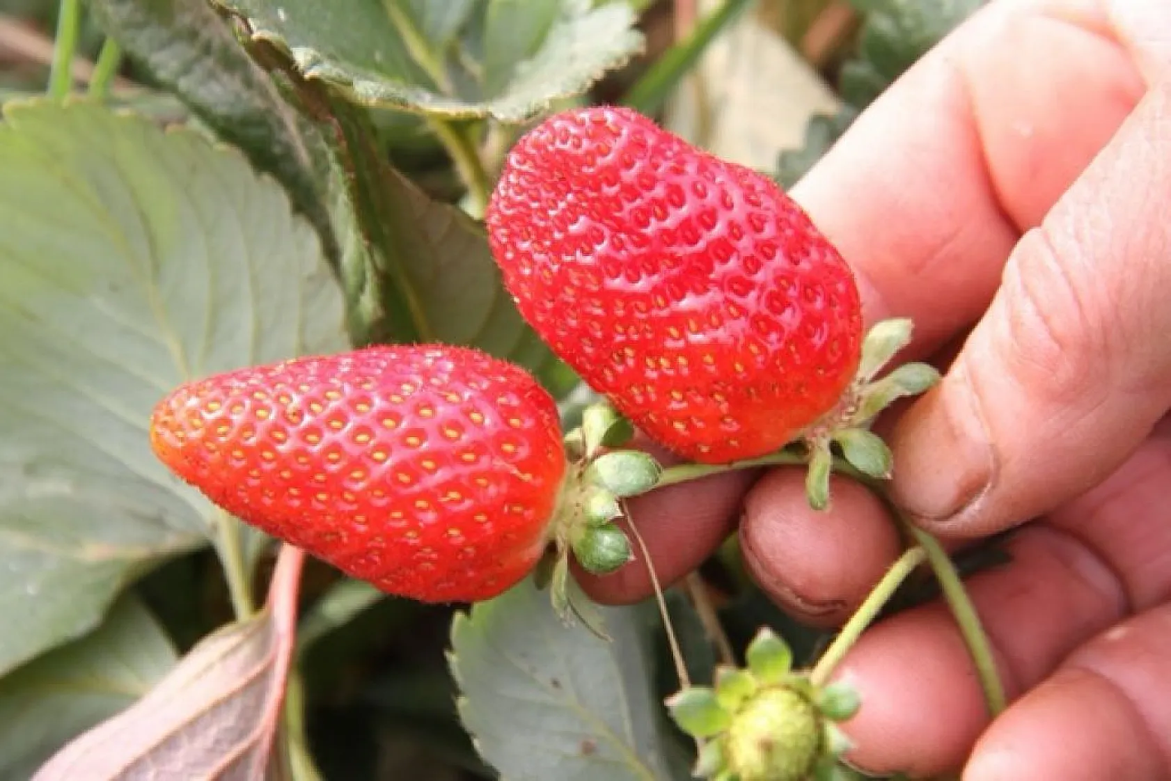 Çilekte son hasatlar yapıldı