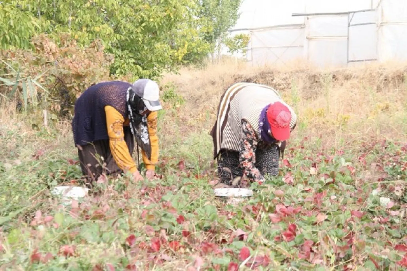 Çilekte son hasatlar yapıldı
