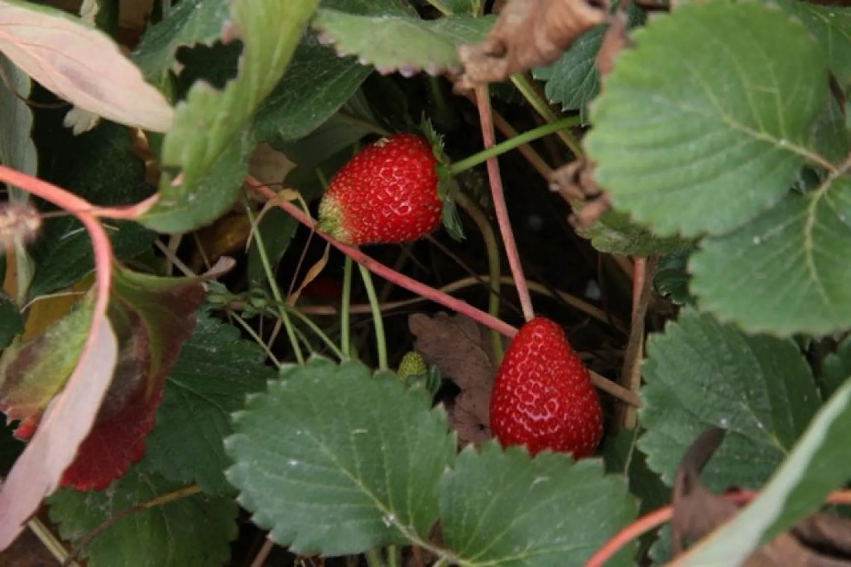 Çilekte son hasatlar yapıldı