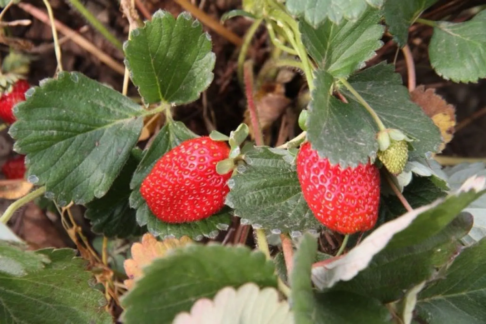 Çilekte son hasatlar yapıldı