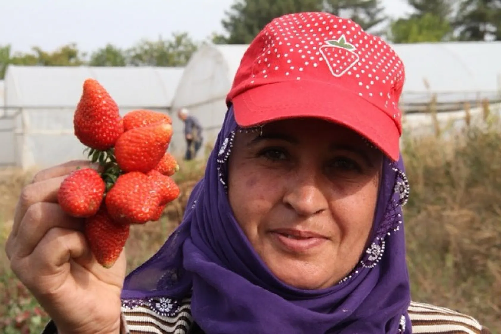 Çilekte son hasatlar yapıldı