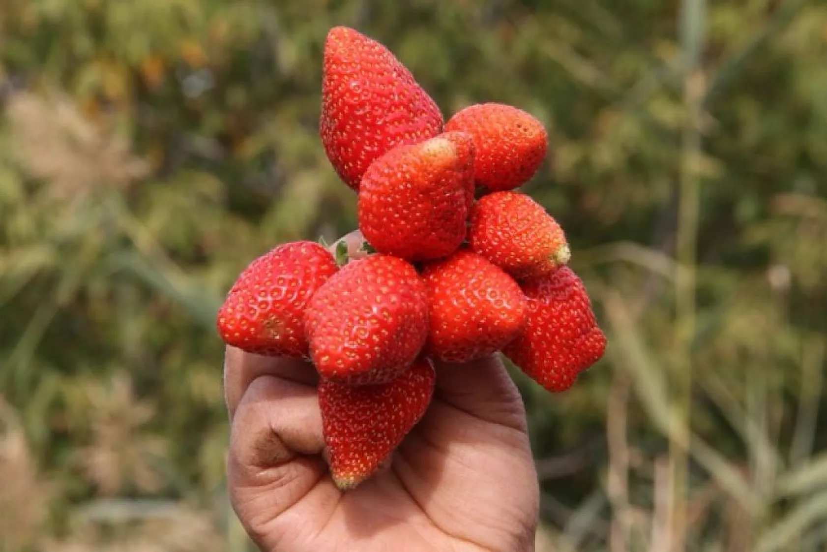 Çilekte son hasatlar yapıldı