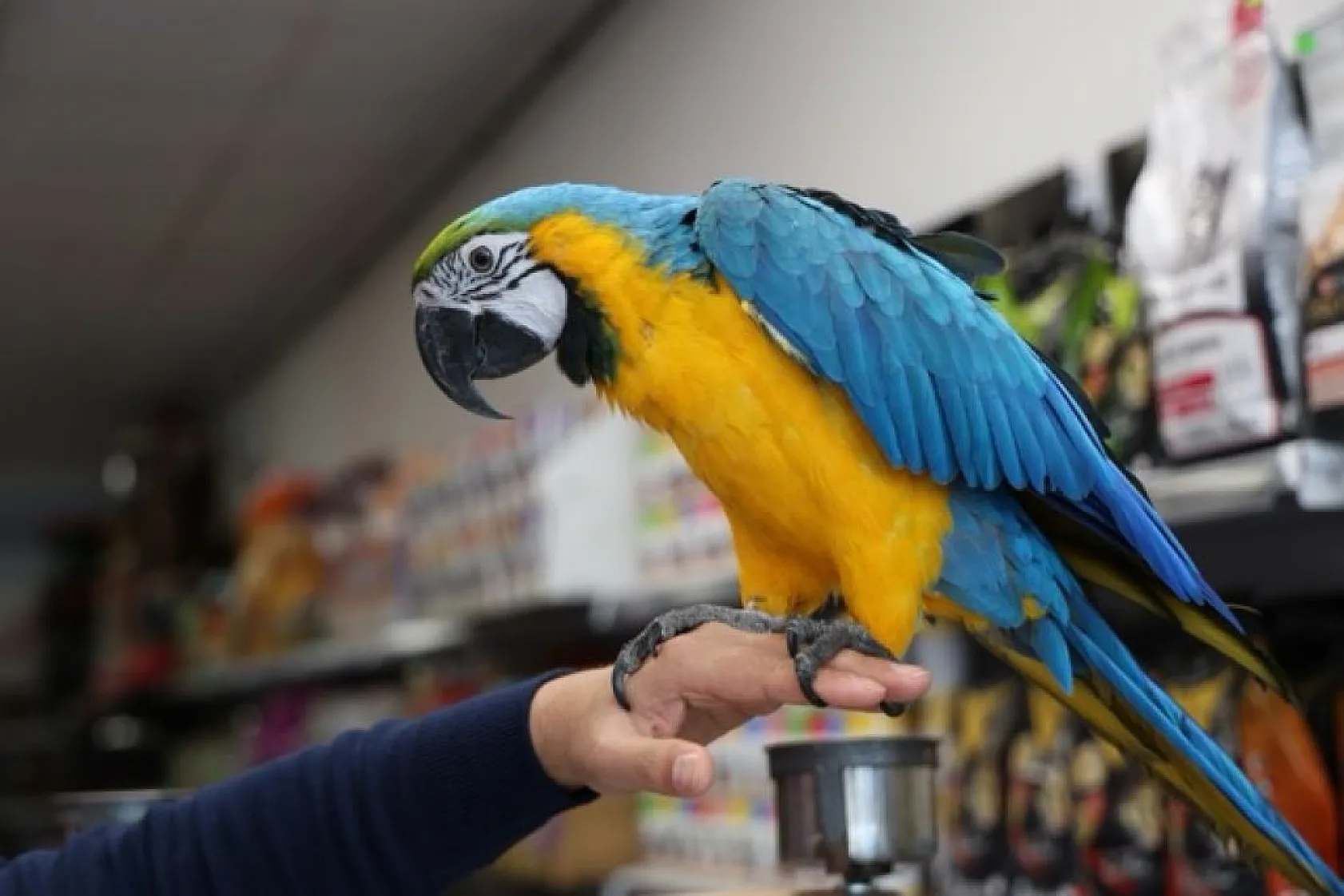 Elazığlılar 'Dayı'ya hayran