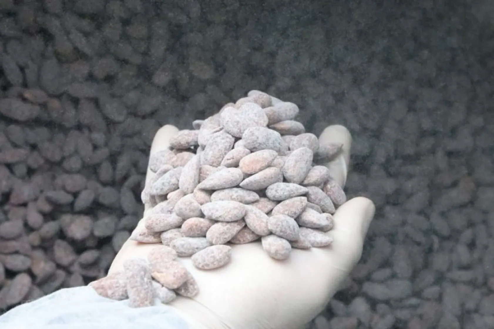 Bademin badem şekerine yolculuğu başladı