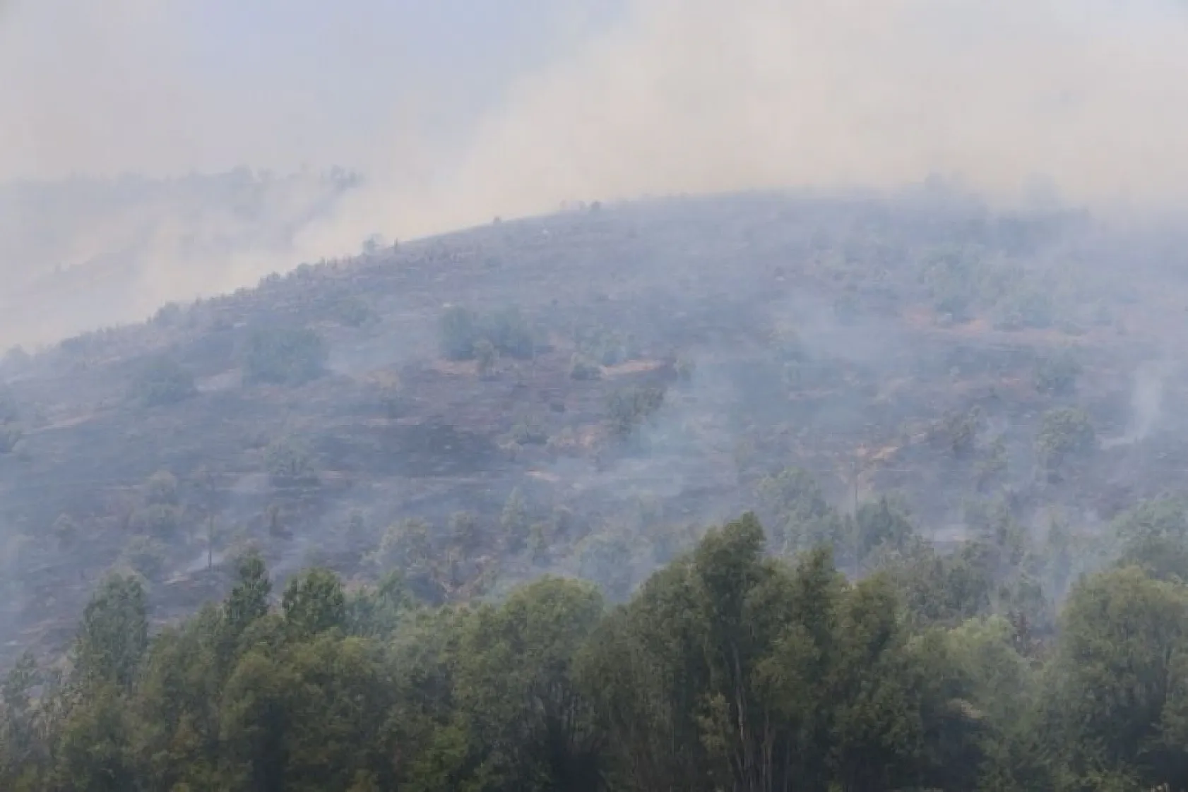 Elazığ'da orman yangını