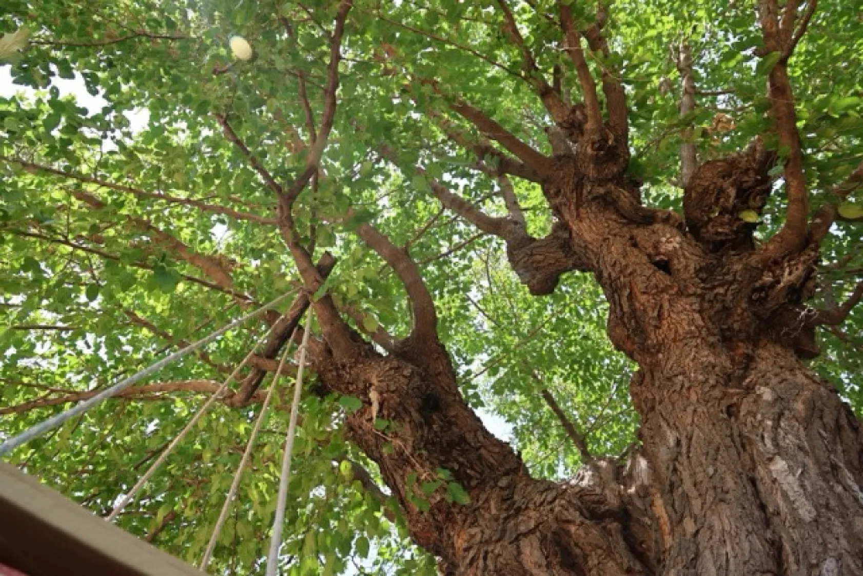 Elazığ'daki 500 yıllık dev dut ağacı köyün simgesi oldu