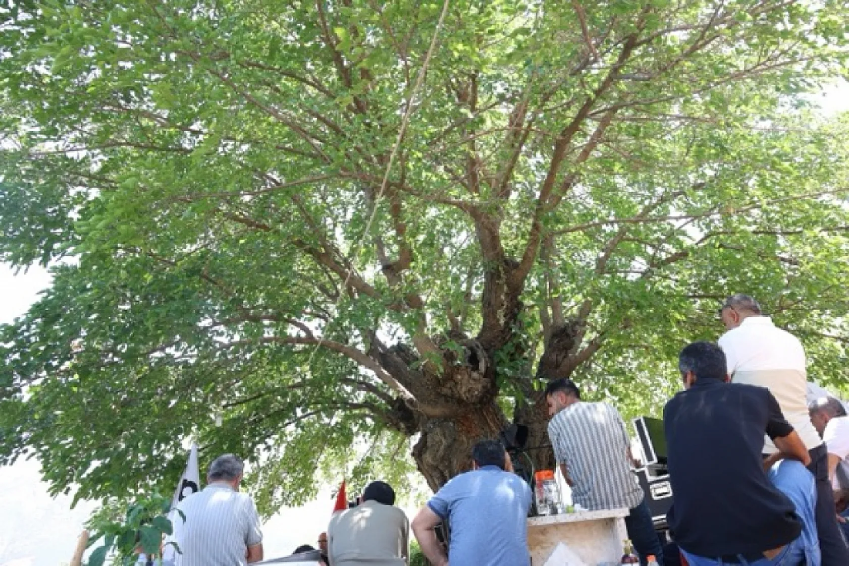 Elazığ'daki 500 yıllık dev dut ağacı köyün simgesi oldu