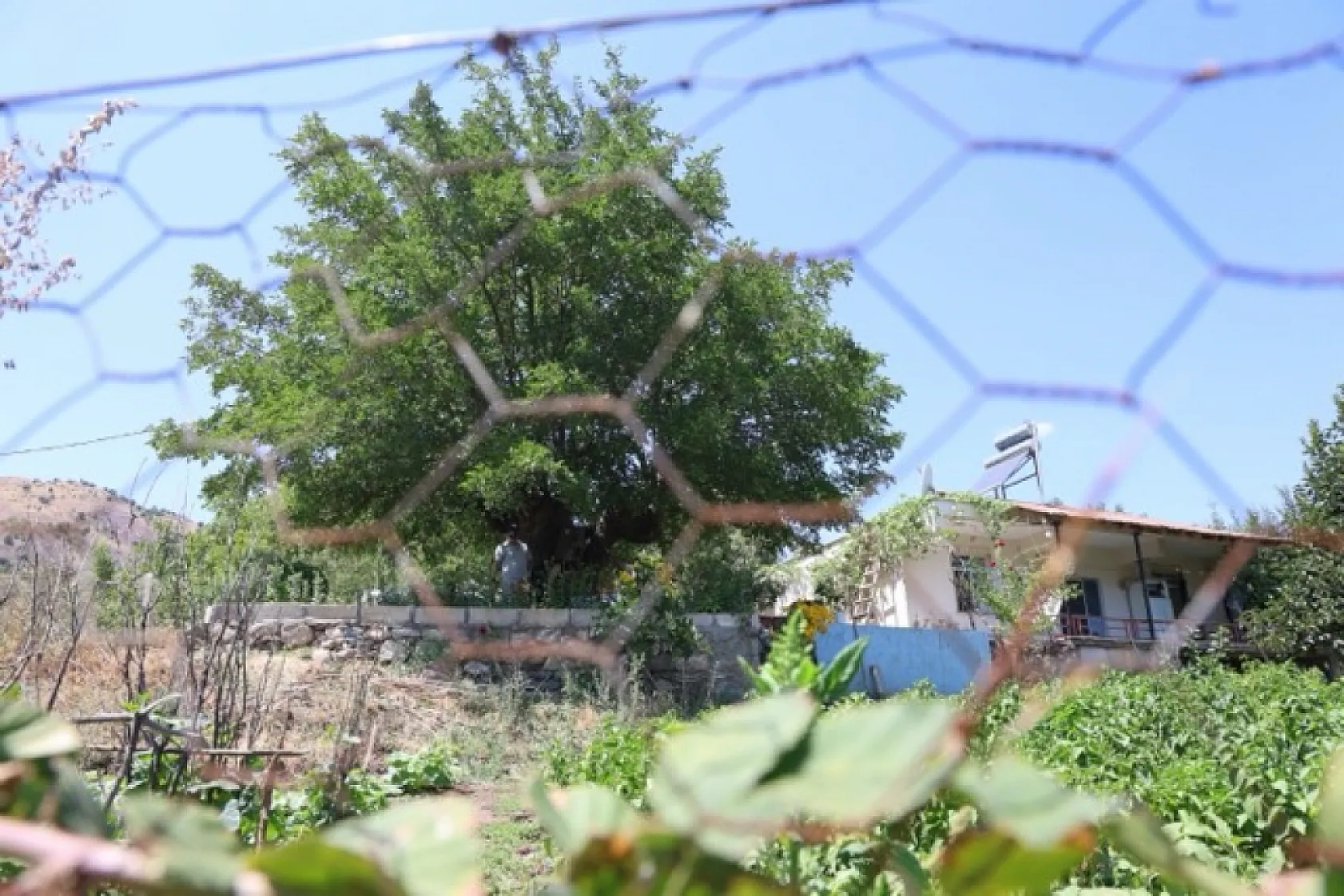 Elazığ'daki 500 yıllık dev dut ağacı köyün simgesi oldu