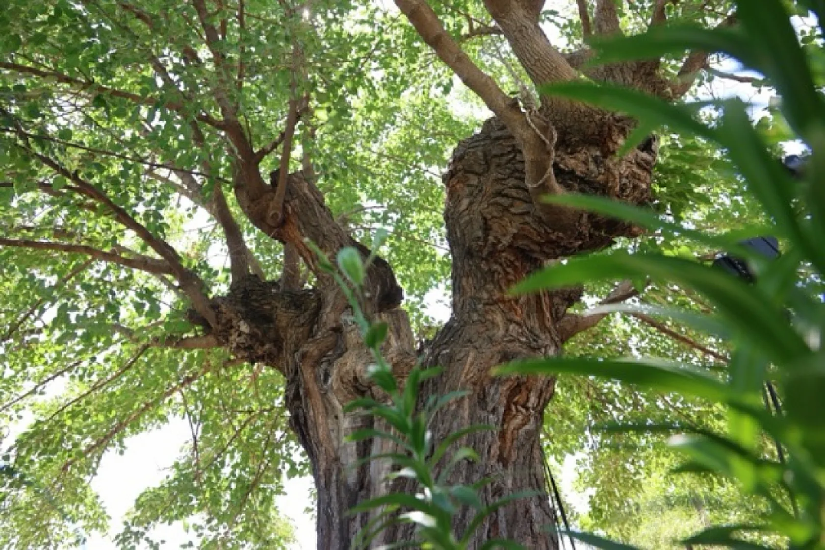 Elazığ'daki 500 yıllık dev dut ağacı köyün simgesi oldu