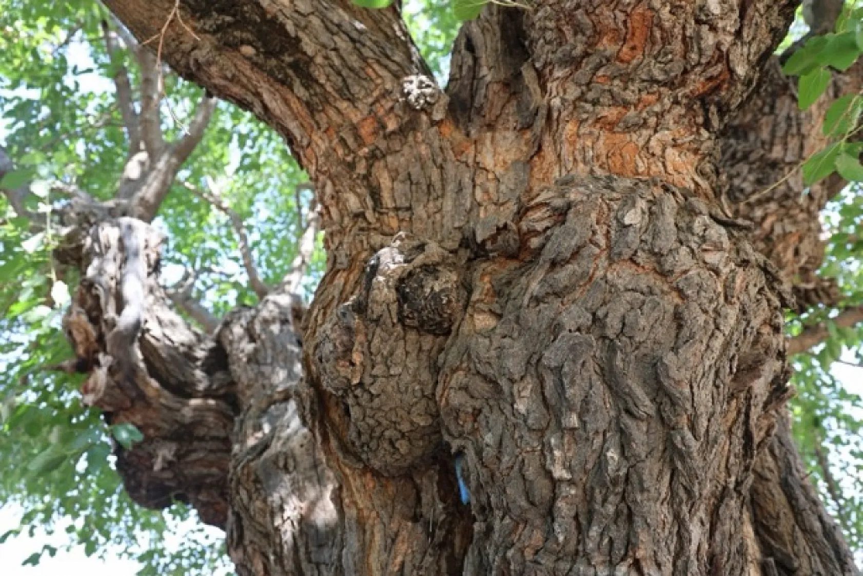 Elazığ'daki 500 yıllık dev dut ağacı köyün simgesi oldu
