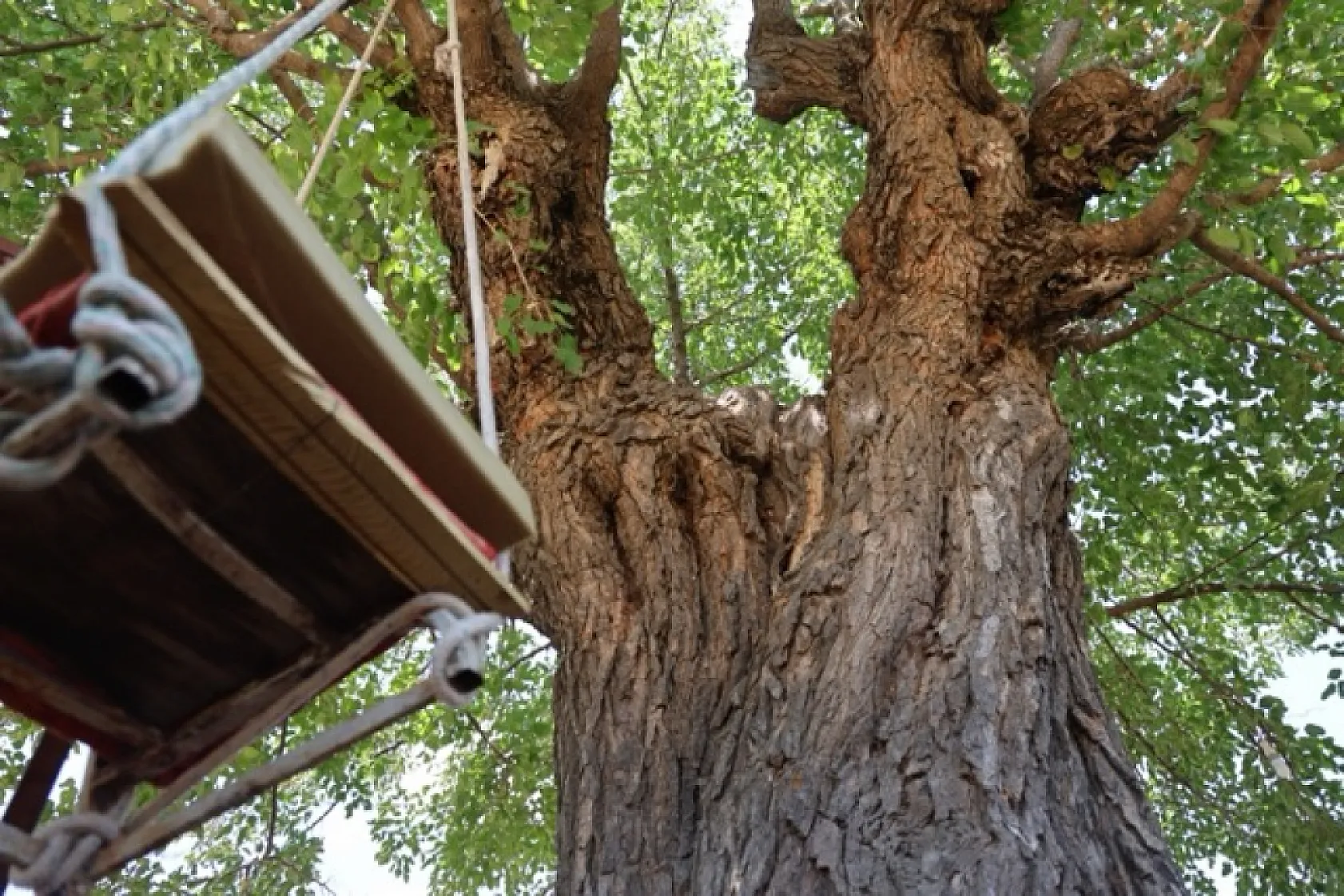 Elazığ'daki 500 yıllık dev dut ağacı köyün simgesi oldu